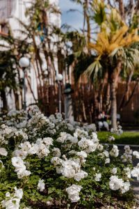 Kaboompics - Garden Background with Roses, Palm Fronds and Globe Lights