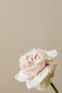 Kaboompics - Close-Up Pale Dried Rose