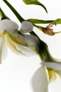 Kaboompics - Soft-Focus White Blossoms and a Wilted Flower on Green Stems, Botanical Close-Up