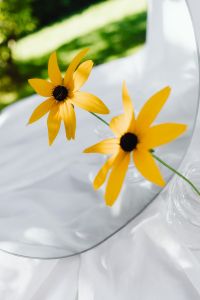 Kaboompics - Yellow Flowers Framed by Mirror Reflection and Greenery