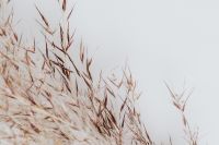 Kaboompics - Dried Grass Along the Left Edge with Bright Copy Space for Design