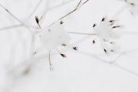 Kaboompics - Snow on dry twigs
