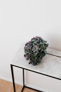 Kaboompics - Hydrangea Flower Head Resting on a Minimal Marble Table