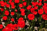 Kaboompics - Red Tulip Flower Bed for Spring Floral Backgrounds