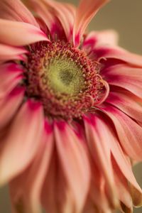 Kaboompics - Pink Flower Macro with Soft Natural Light