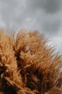 Kaboompics - Close-Up of Pampas Grass against a Gray Cloudy Sky