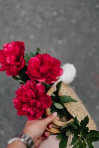 Kaboompics - Blooming red peonies