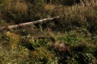 Kaboompics - Fallen Tree Trunk Among Ferns and Wild Grass in Autumn