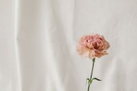 Kaboompics - Close-Up Floral Detail on a Light Fabric Background