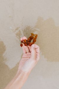 Kaboompics - Hand Holding Seaweed Above Shallow Beach Water With Copy Space