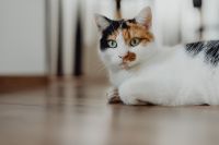 Kaboompics - Cute tricolor cat