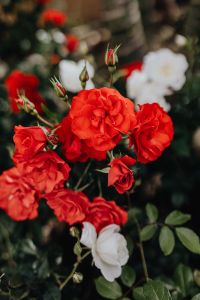 Kaboompics - Red Rose Cluster with Unopened Buds in Garden Light