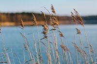Kaboompics - Golden Reeds Against Blue Lake Water and Pale Sky