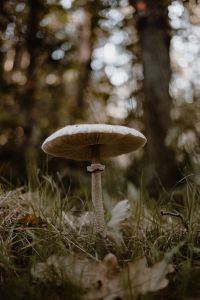 Kaboompics - Tall Parasol Mushroom Against a Woodland Background