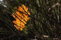 Kaboompics - Single Golden Autumn Leaf Among Conifer Branches