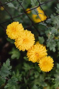 Kaboompics - Yellow Chrysanthemums Among Green Leaves