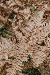 Kaboompics - Close Up of Dry Ferns in Autumn