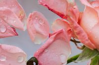Kaboompics - Dewy Pink Rose Petals, Close-Up Floral Texture