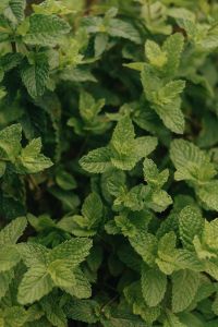 Kaboompics - Fresh Mint Growing In Garden