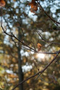Kaboompics - Sunlight Through Bare Autumn Branches with Spiderwebs