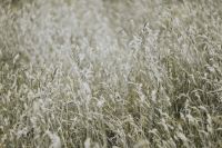 Kaboompics - Silver grass field