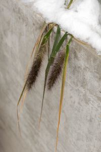 Kaboompics - Frosted Foxtail Grasses with Snow Along a Concrete Garden Planter, Close-Up