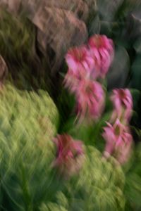 Kaboompics - Pink Flowers and Feathery Foliage in Motion Blur