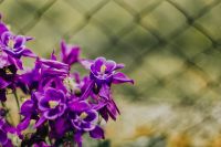 Kaboompics - Beautiful dark purple wild Aquilegia vulgaris flowers