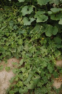 Kaboompics - Sprawling Cucumber Plants in Garden Soil