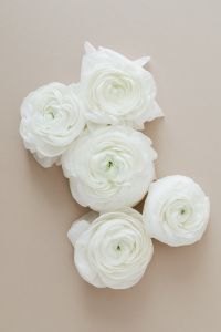 Kaboompics - White Ranunculus Cluster on Taupe Background, Vertical Minimal Floral Still Life
