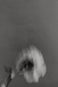 Kaboompics - Black and White Motion-Blurred Flower