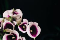 Kaboompics - Close-ups of flowers