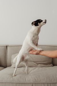 Kaboompics - White Dog Standing on Hind Legs with Owner Support