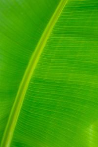 Kaboompics - Minimal Green Botanical Texture Background