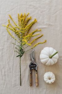 Kaboompics - Vertical White Pumpkin with Goldenrod and Pruning Shears on Neutral Linen