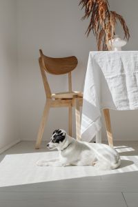 Small Mixed-Breed Dog Relaxing in a Bright Home