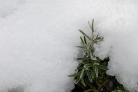 Kaboompics - Frost Covered Green Plant Beneath a Layer of Snow