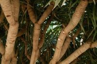 Kaboompics - Yucca Tree Trunks in Garden