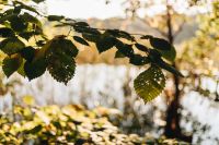 Kaboompics - Green Leaves by a Sunlit Forest Lake