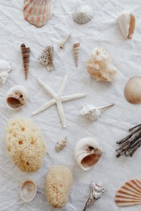 Kaboompics - White Starfish with Assorted Seashells and Sea Sponges, Coastal Still Life on Linen