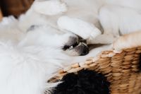 Kaboompics - White Dog Resting in Woven Basket with Paw over Nose