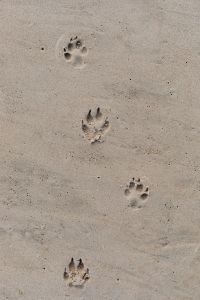 Kaboompics - Dog Paw Prints Trailing Across Fine Baltic Beach Sand, Vertical Minimal Background