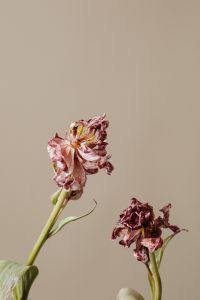 Kaboompics - Two Dried Pink Flowers In Minimalist Arrangement