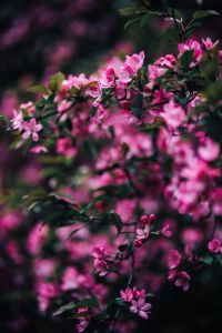 Kaboompics - Pink Spring Branch with Foreground Blur and Copy Space