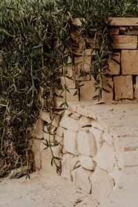 Kaboompics - Hanging Succulent Plant Draped across Stone Wall