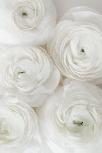 Kaboompics - Pantone 2026 Cloud Dancer: Close-Up of White Ranunculus Flowers