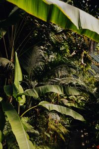 Kaboompics - Vertical Tropical Plant Foliage in Botanical Gardens