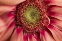 Kaboompics - Pink Flower Center Macro with Soft Petals