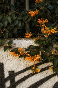Kaboompics - Orange Trumpet Flowers on White Wall