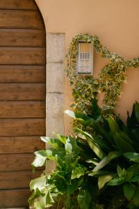 Kaboompics - Arched Wooden Door with Ivy and Tropical Plants, Italian Courtyard